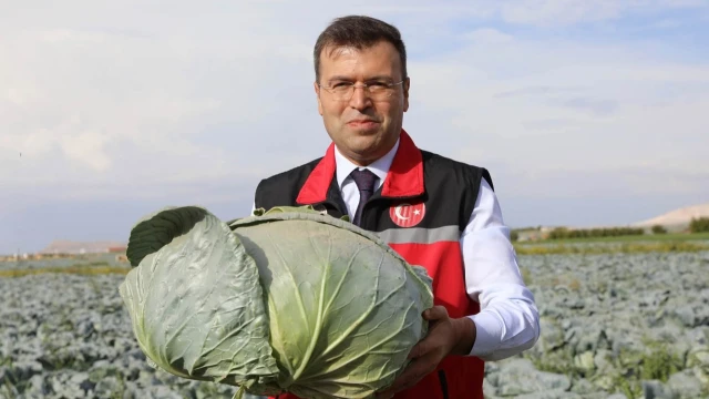 Niğde’nin Lahana Üretimi 148 Bin Tonu Aşacak — Fotoğraf 2