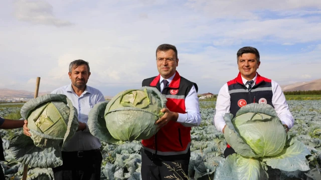 Niğde’nin Lahana Üretimi 148 Bin Tonu Aşacak — Fotoğraf 3