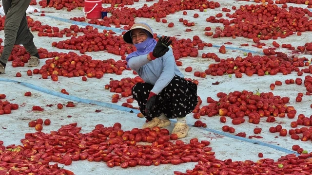 Niğde’nin Lahana Üretimi 148 Bin Tonu Aşacak — Fotoğraf 10