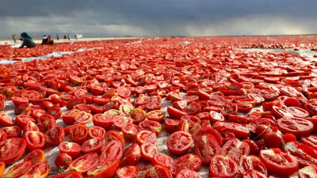 Niğde’nin Lahana Üretimi 148 Bin Tonu Aşacak — Fotoğraf 11