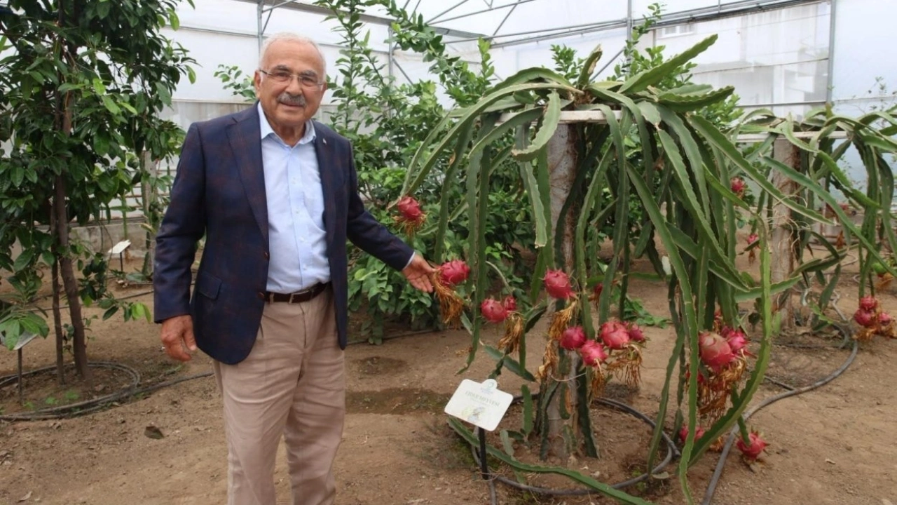 Ordu’da Karadeniz İkliminde 20 Tropikal Meyve Deneniyor