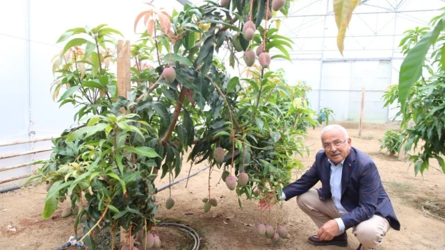 Ordu’da Karadeniz İkliminde 20 Tropikal Meyve Deneniyor — Fotoğraf 2