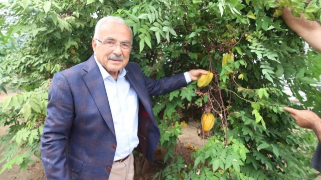 Ordu’da Karadeniz İkliminde 20 Tropikal Meyve Deneniyor — Fotoğraf 4