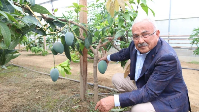 Ordu’da Karadeniz İkliminde 20 Tropikal Meyve Deneniyor — Fotoğraf 5