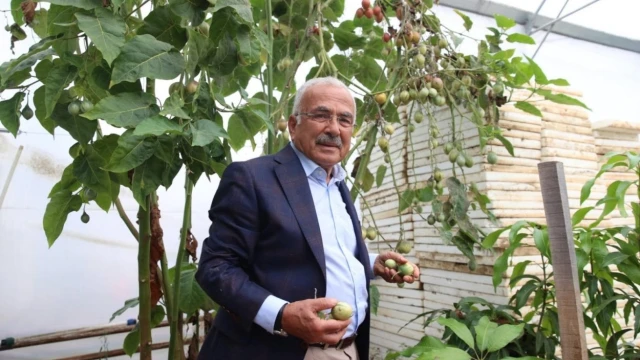 Ordu’da Karadeniz İkliminde 20 Tropikal Meyve Deneniyor — Fotoğraf 6