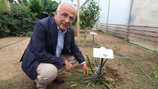 Ordu’da Karadeniz İkliminde 20 Tropikal Meyve Deneniyor — Fotoğraf 7