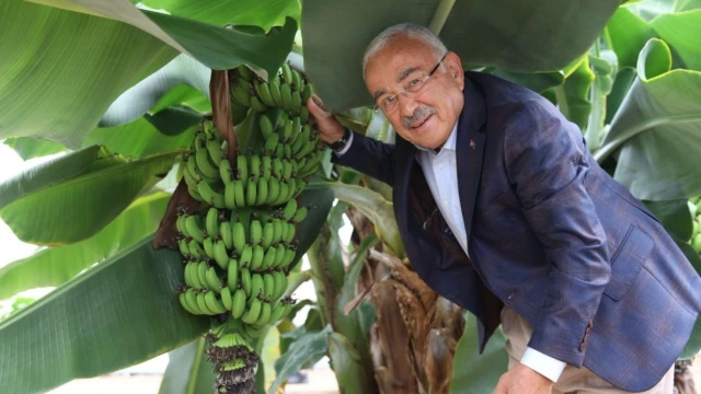 Ordu’da Karadeniz İkliminde 20 Tropikal Meyve Deneniyor — Fotoğraf 8