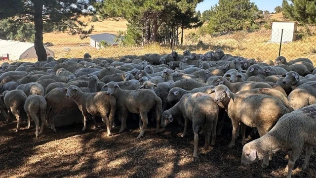 Oyun Hayali Gerçek Oldu! Zootekni Öğrencisi Yaylada — Fotoğraf 2