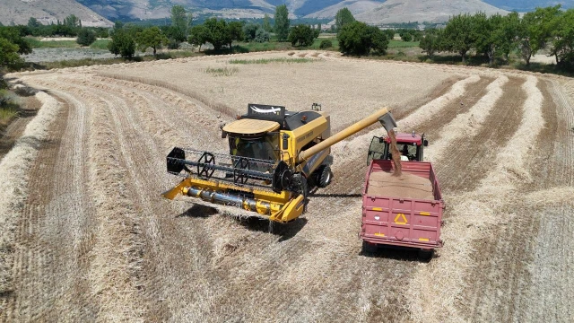 Rusya'nın Eylül Buğday İhracat Tahmini 2,3 Milyon Ton