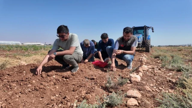 Salih Elğaç: Safranı Şanlıurfa Topraklarına Döndüreceğiz — Fotoğraf 2