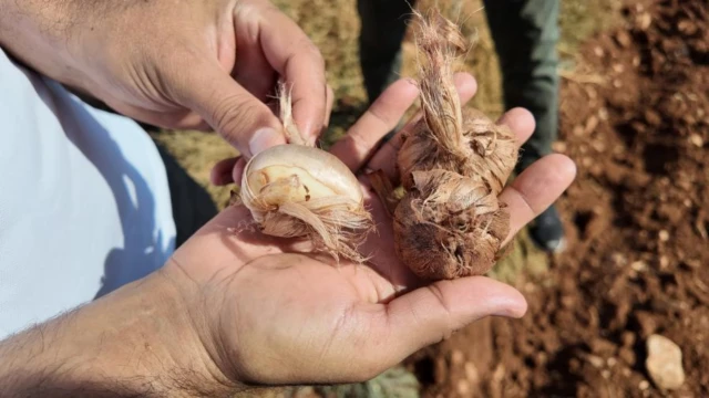 Salih Elğaç: Safranı Şanlıurfa Topraklarına Döndüreceğiz — Fotoğraf 6