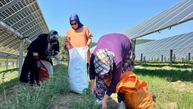 Samsun Büyükşehir Belediyesi, Ladik GES’te hasada başladı — Fotoğraf 1