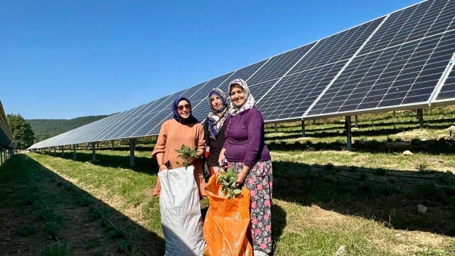 Samsun Büyükşehir Belediyesi, Ladik GES’te hasada başladı — Fotoğraf 4