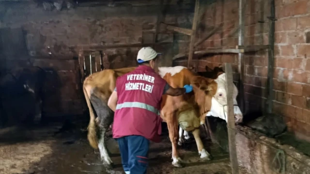 Samsun İl Tarım Müdürlüğü Şap Aşılama Programını Başlattı