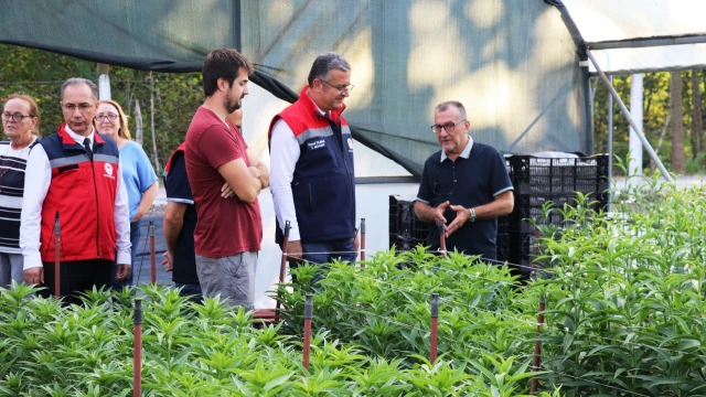 Samsun’da Kesme Çiçek Üretimi 7 Milyon Adedi Aştı — Fotoğraf 2