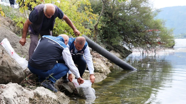 Samsun’un 23 Avlak Sahasına 2,4 Milyon Sazan Bırakılacak