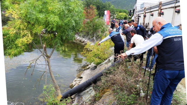 Samsun’un 23 Avlak Sahasına 2,4 Milyon Sazan Bırakılacak — Fotoğraf 3
