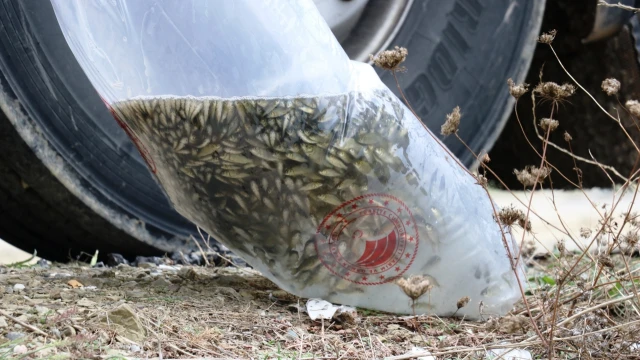 Samsun’un 23 Avlak Sahasına 2,4 Milyon Sazan Bırakılacak — Fotoğraf 5