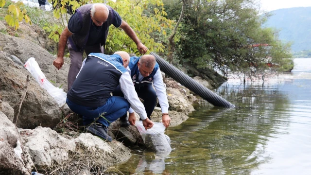 Samsun’un 23 Avlak Sahasına 2,4 Milyon Sazan Bırakılacak — Fotoğraf 6