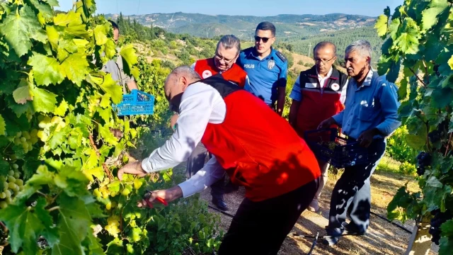 Savaştepe’de coğrafi işaretli üzümün hasadı başladı