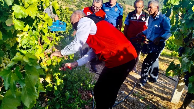 Savaştepe’de coğrafi işaretli üzümün hasadı başladı — Fotoğraf 2
