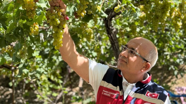 Siirt Valisi Kızılkaya: Tayfi üzümünde hedef ilk 5 — Fotoğraf 5