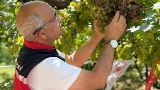 Siirt Valisi Kızılkaya: Tayfi üzümünde hedef ilk 5 — Fotoğraf 8