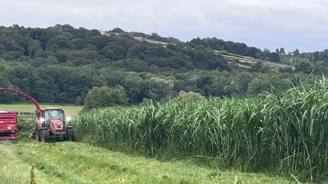 Sinop'ta Maralfalfa İçin İlk Hasat Gerçekleştirildi