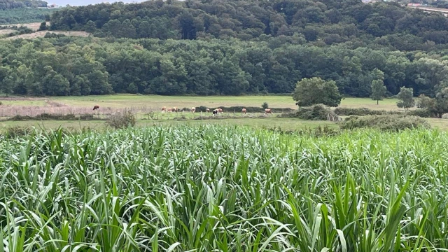 Sinop'ta Maralfalfa İçin İlk Hasat Gerçekleştirildi — Fotoğraf 1