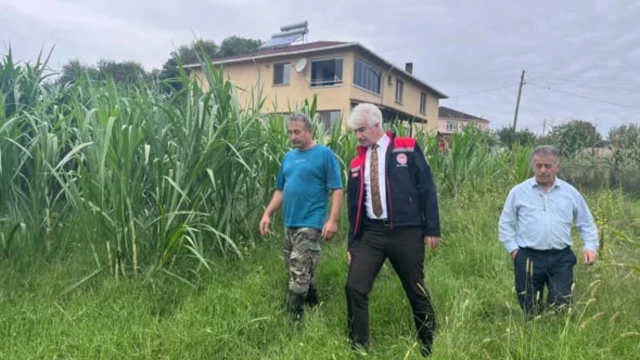 Sinop'ta Maralfalfa İçin İlk Hasat Gerçekleştirildi — Fotoğraf 2