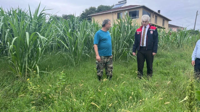 Sinop'ta Maralfalfa İçin İlk Hasat Gerçekleştirildi — Fotoğraf 5