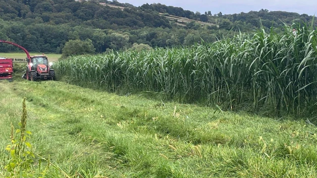 Sinop'ta Maralfalfa İçin İlk Hasat Gerçekleştirildi — Fotoğraf 6
