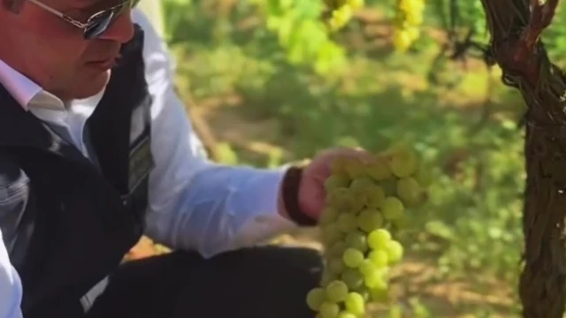Söğüt’te Küre Üzümü Hasadı Üreticilerle Birlikte Yapıldı — Fotoğraf 7