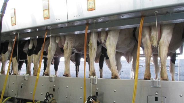 Süper İnek, günde 100 litre süt veriyor