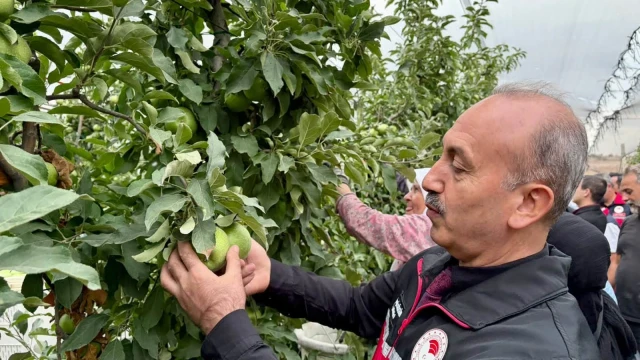 Susurluk’ta Elma Hasadı Gerçekleştirildi — Fotoğraf 9