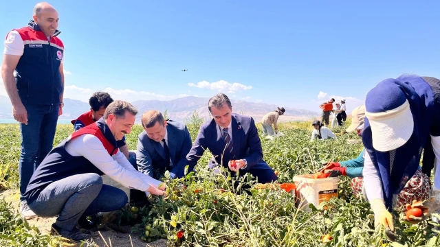Tatvan’da domates hasadı başladı: Bitlis Türkiye 7’ncisi