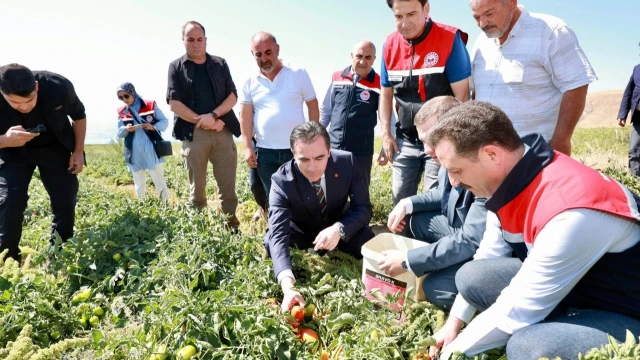 Tatvan’da domates hasadı başladı: Bitlis Türkiye 7’ncisi — Fotoğraf 1