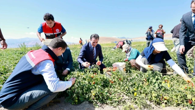 Tatvan’da domates hasadı başladı: Bitlis Türkiye 7’ncisi — Fotoğraf 2