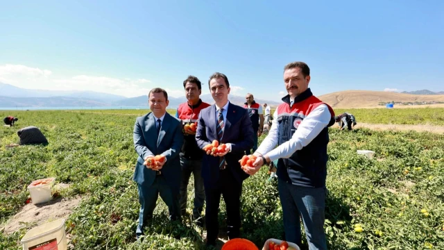 Tatvan’da domates hasadı başladı: Bitlis Türkiye 7’ncisi — Fotoğraf 4