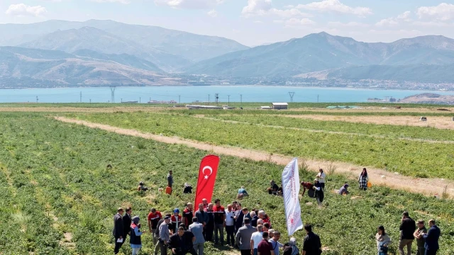 Tatvan’da domates hasadı başladı: Bitlis Türkiye 7’ncisi — Fotoğraf 6
