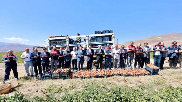 Tatvan’da domates hasadı başladı: Bitlis Türkiye 7’ncisi — Fotoğraf 9