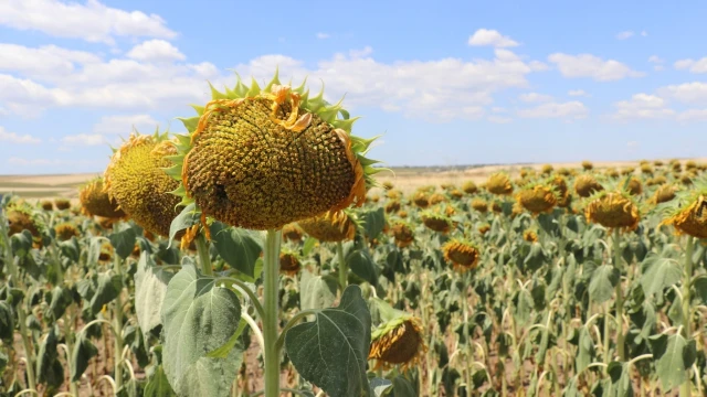 Trakya Birlik Ayçiçeği İçin 37 Bin Lira Fiyat Belirledi