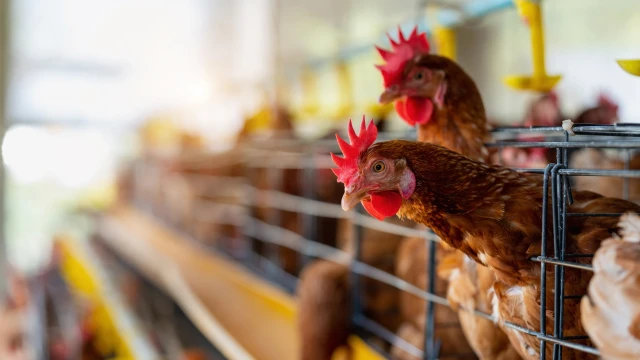TÜİK: Temmuzda 1,9 milyar adet tavuk yumurtası üretildi