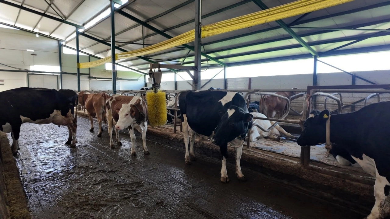 TÜSEDAD: Ağustos’ta 1 litre çiğ süt üretim maliyeti 28,50 TL