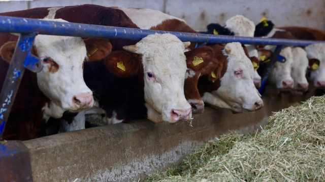 UKON Açıkladı: Dana ve Kuzu Kesim Fiyatları Geriledi