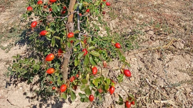 Uşak İl Tarım: Kuşburnunda 1 dekardan 30 kg ürün alındı