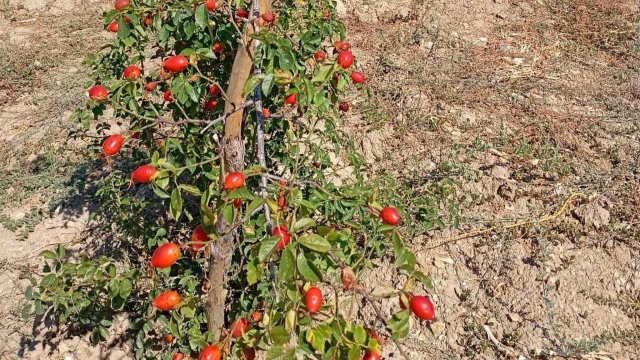 Uşak İl Tarım: Kuşburnunda 1 dekardan 30 kg ürün alındı — Fotoğraf 1
