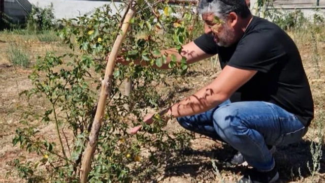Uşak İl Tarım: Kuşburnunda 1 dekardan 30 kg ürün alındı — Fotoğraf 3