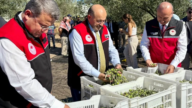 Vali Ustaoğlu: Zeytinyağı rekoltesi 40 bin tonu aşacak — Fotoğraf 3