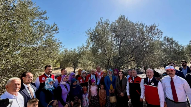 Vali Ustaoğlu: Zeytinyağı rekoltesi 40 bin tonu aşacak — Fotoğraf 4